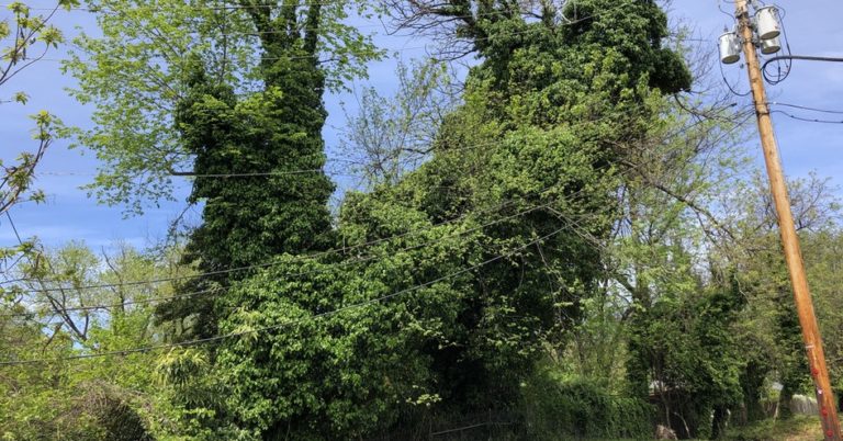 Stop Invasive Vines in Takoma Park